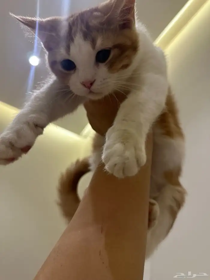 قطط للتبني الرياض 10