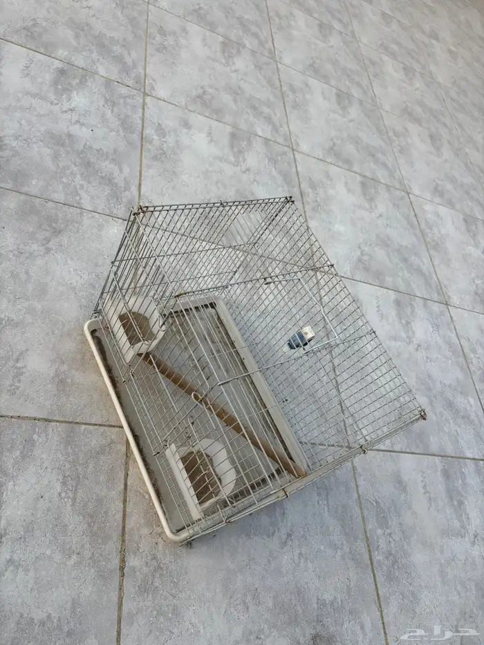 قفص عصافير 2