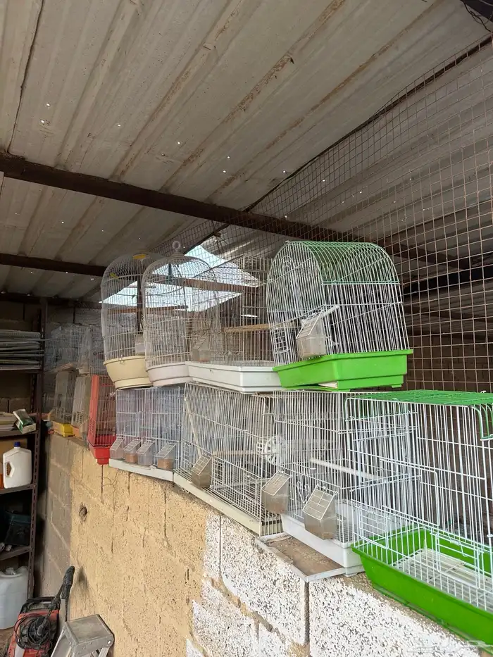 شبوك طيور منوعه 600-601 -وشنقل 2