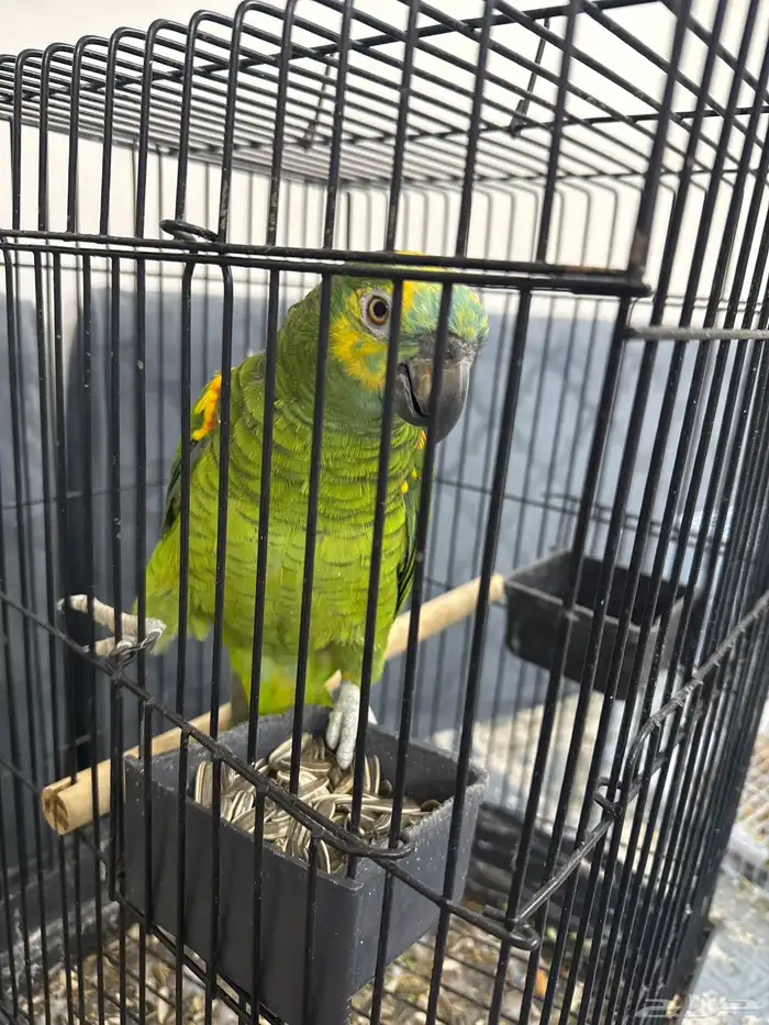 امزوني بلوفرنتد 1