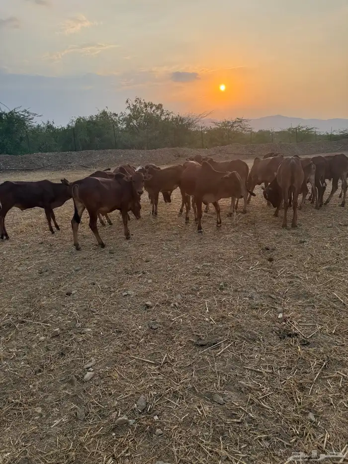 حسلان للبيع الموقع محايل عسير 4