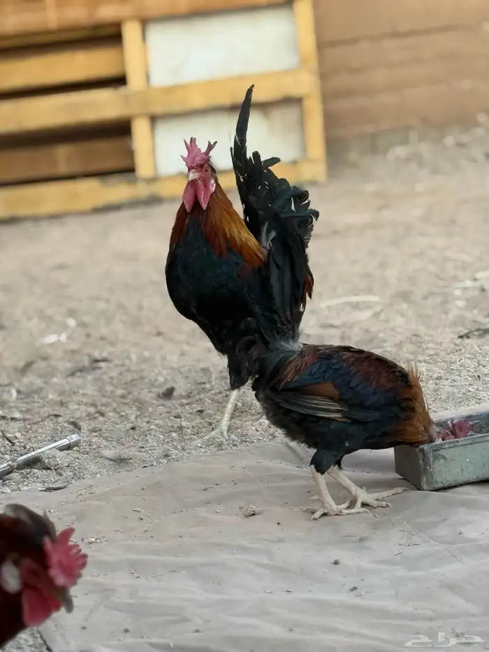 ديوك عربيه ترثه أصيله 0