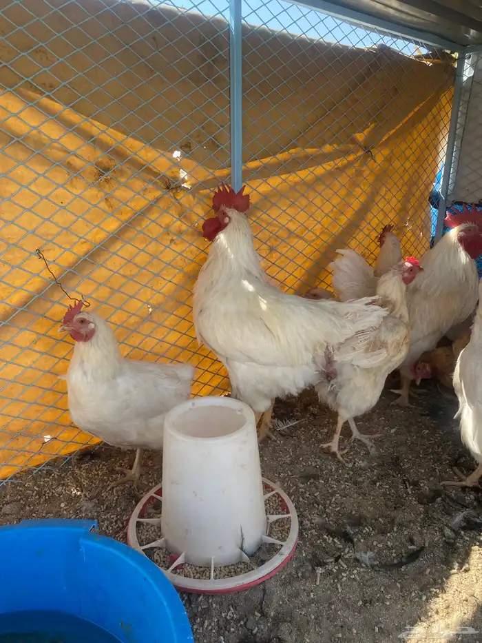 دجاج همان براون بياض 0