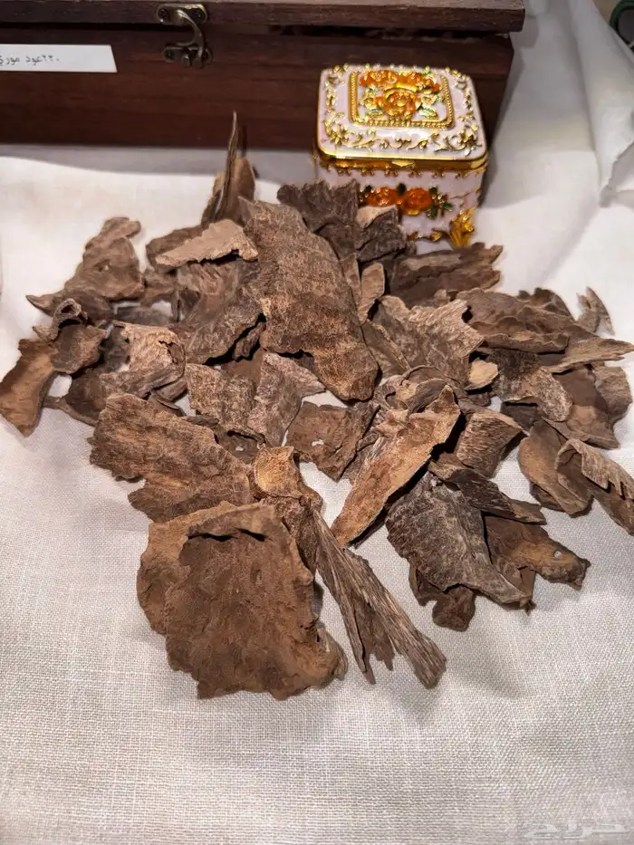 العود الفيتنامي غابات 0