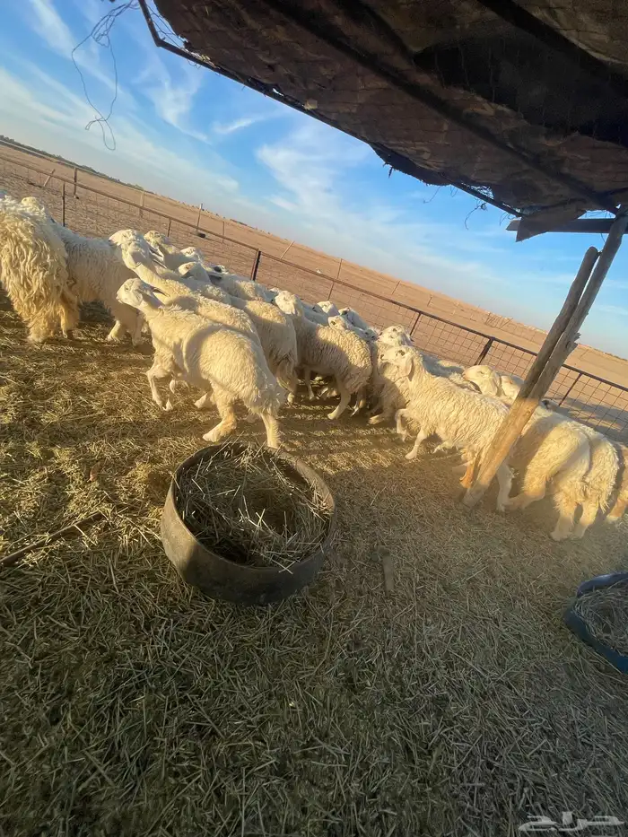 رخال جذعات وثنوات بعضها دفيع بفحلها للبيع 3