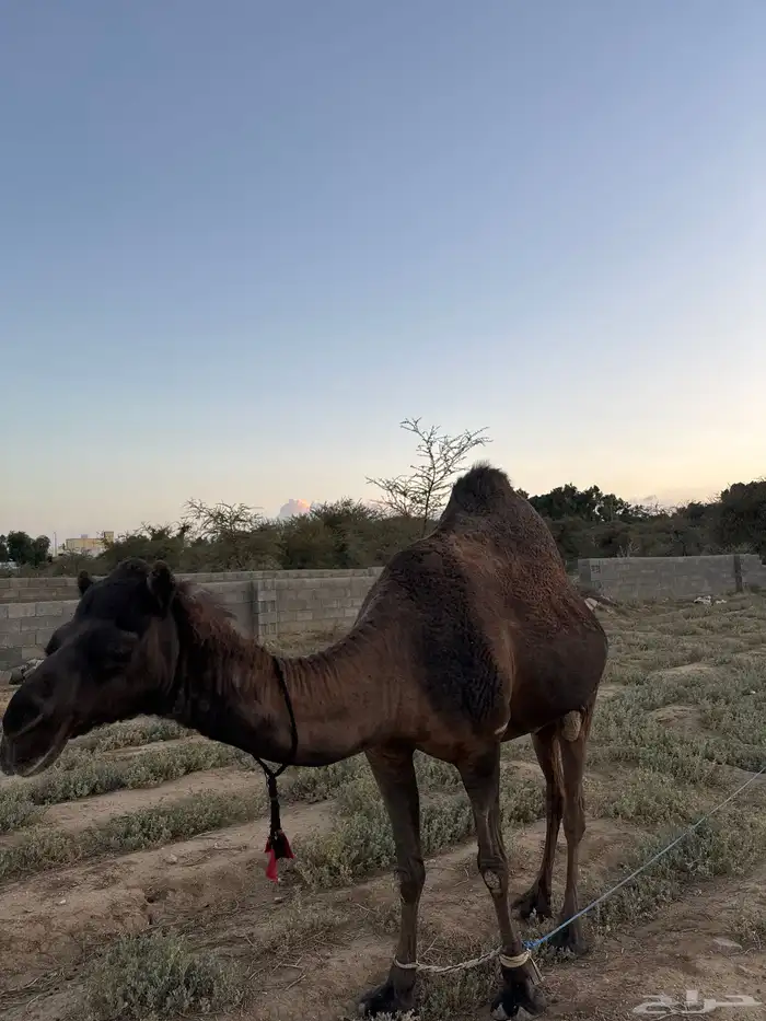 ناقه للبيع 1