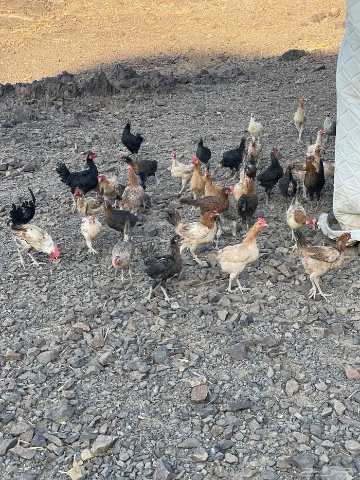 للبيع دجاج بلدي 0