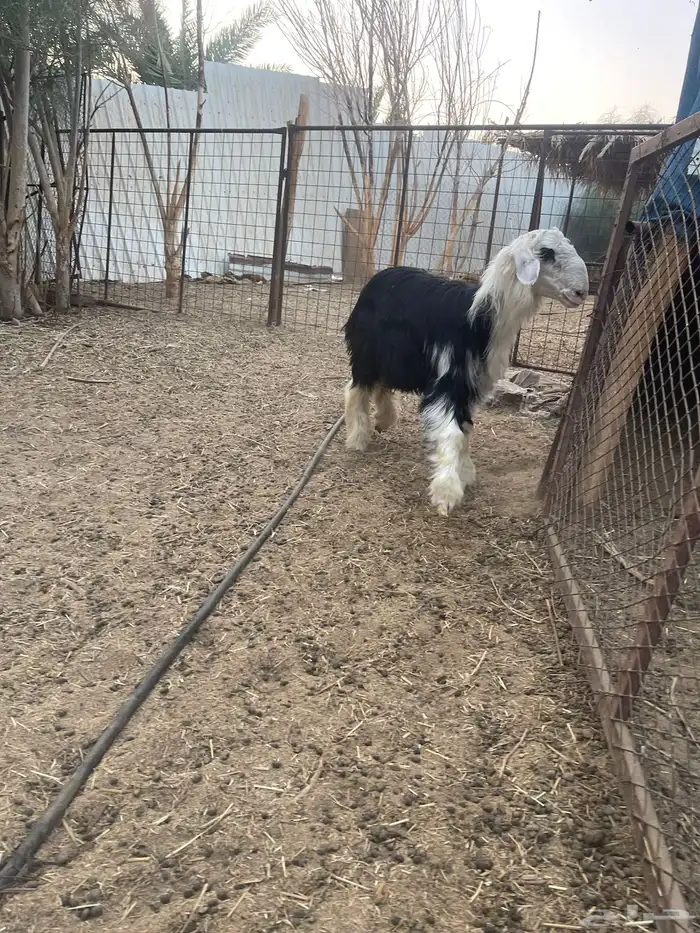 العرض رحل وخروف 5