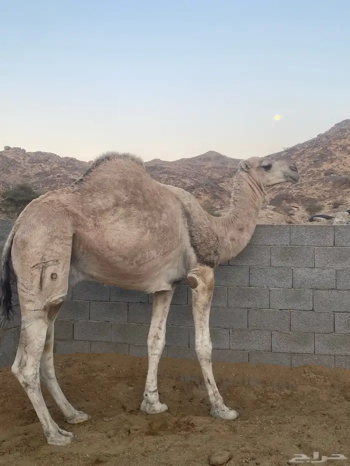 جمل للبيع 4