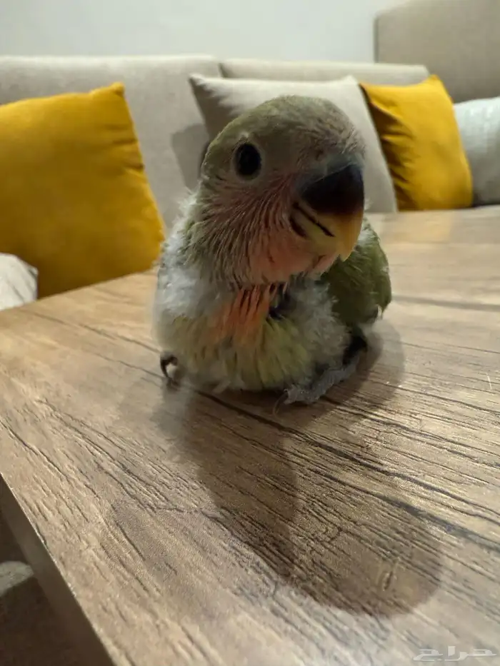 فرخ روز اخضر 3