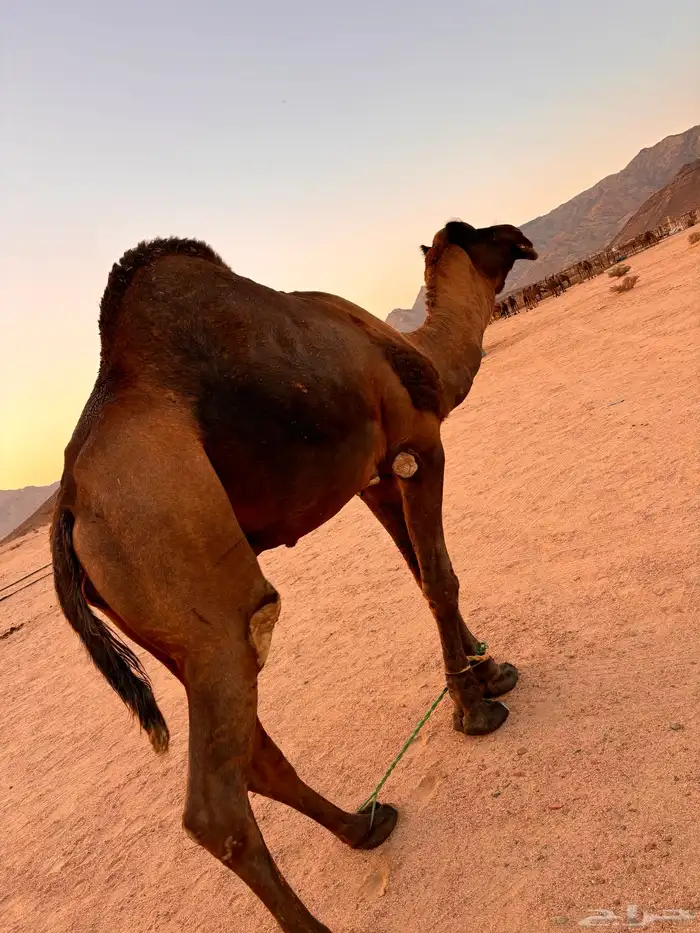 جمل فحل للبيع 0