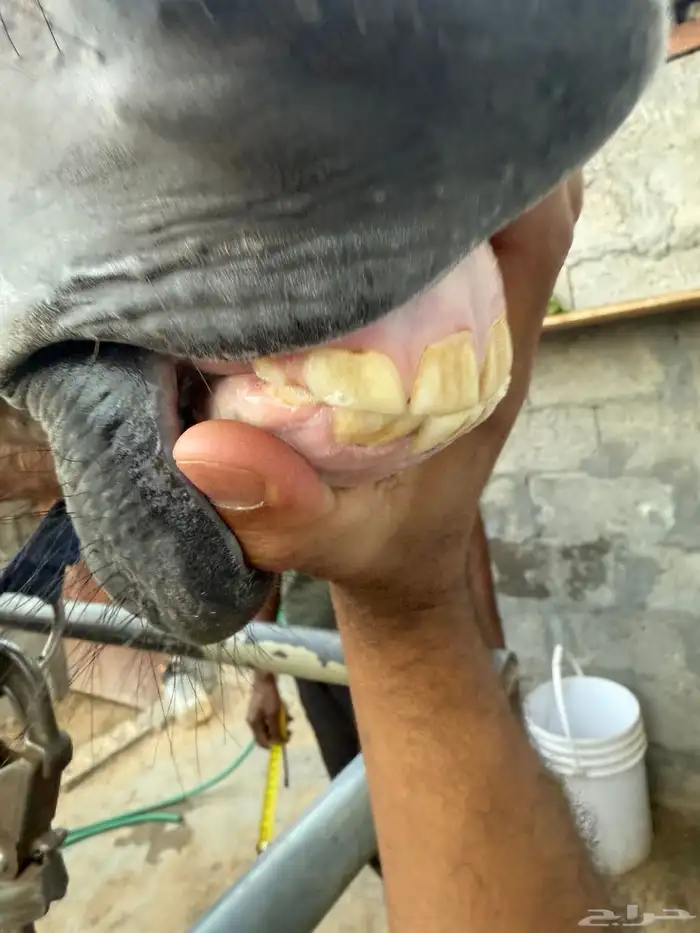 فرس شعبيه معا ولدها 4