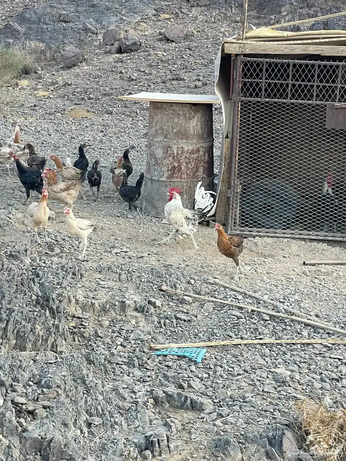 للبيع دجاج بلدي 4