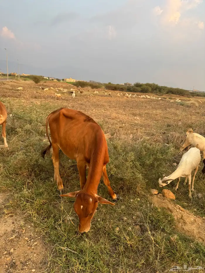 عجل بلدي طيب 1