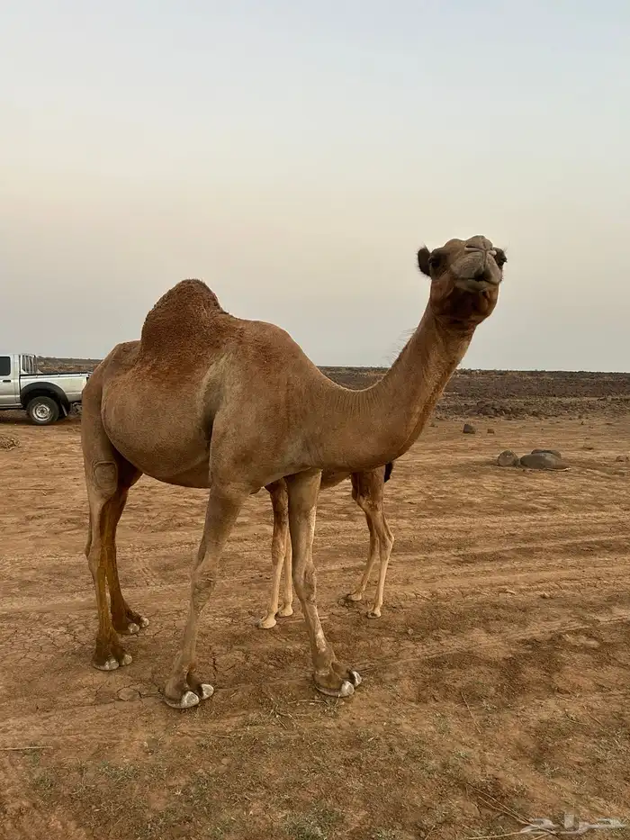 ناقه خلفه تحته بكره حليب طيب و ناقه طيبه 0