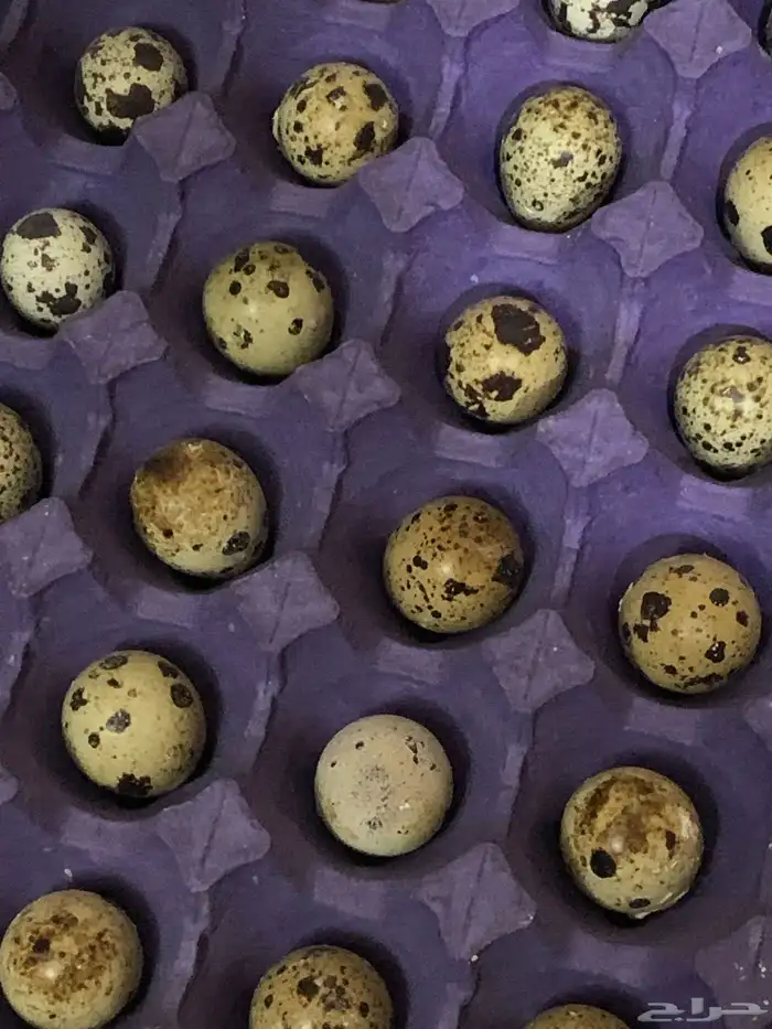 سمان تكساس العملاق 10