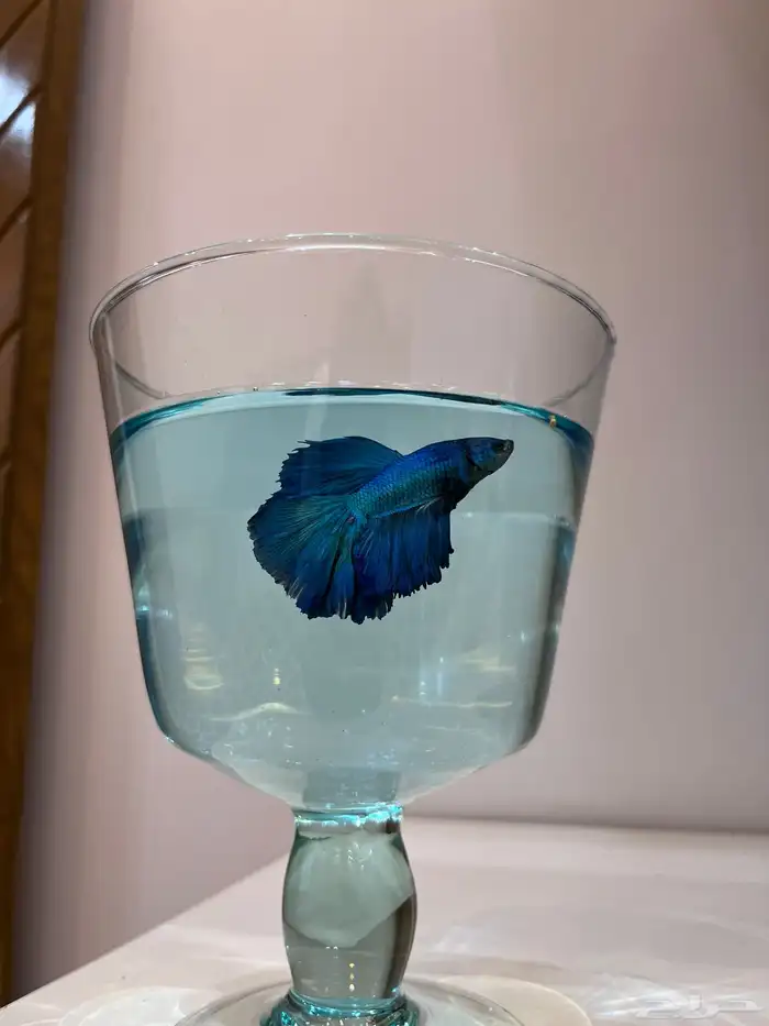 سمك الفايتر لا تحتاج إلا أكسجين 1