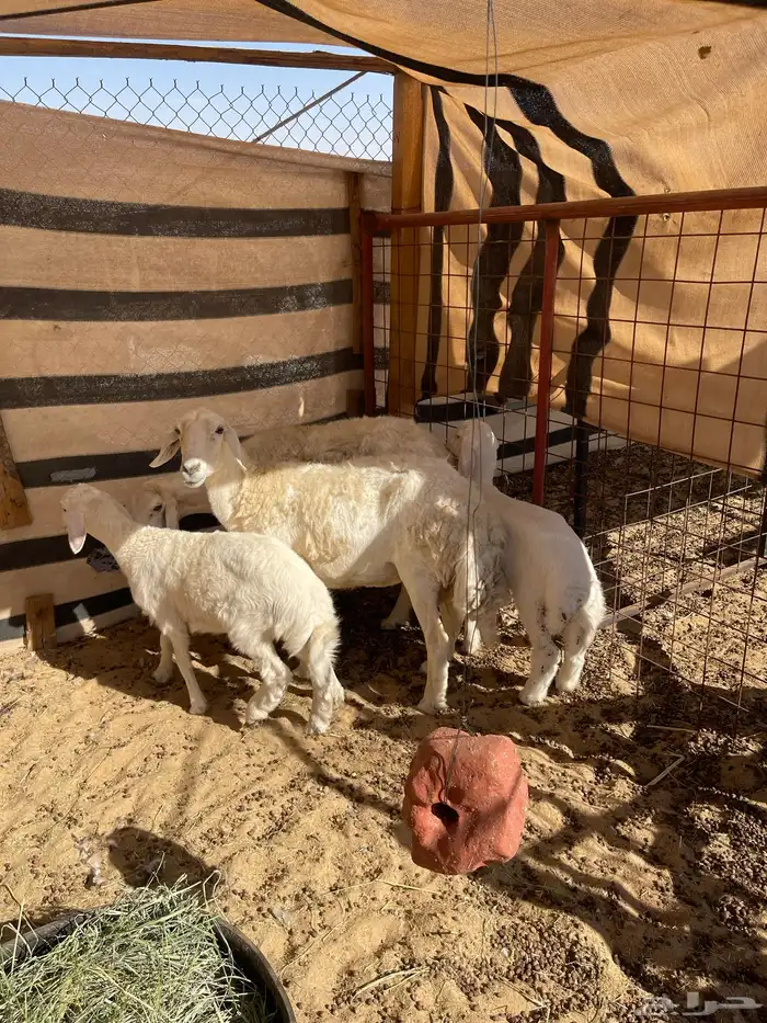 رغايث حريات 4