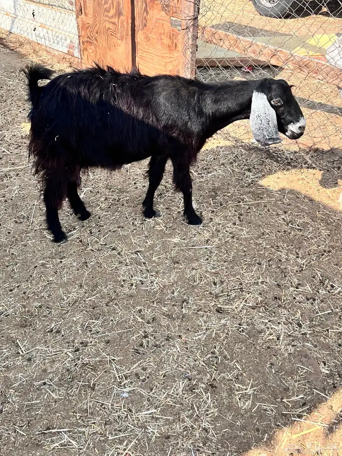 عنر  عارضيه متبوعه بجفره 5