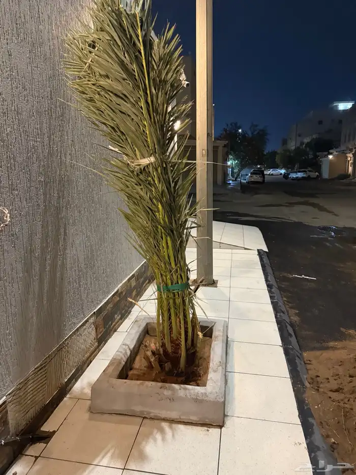 نخله ( خلاص ) عمرها ثلاث سنوات 0