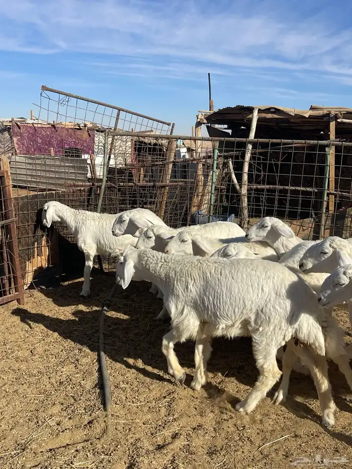 تم البيع رخال حرش مراح واحد صنف 6