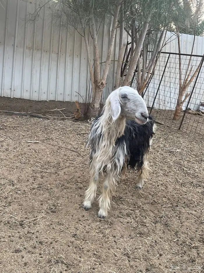 العرض رحل وخروف 3