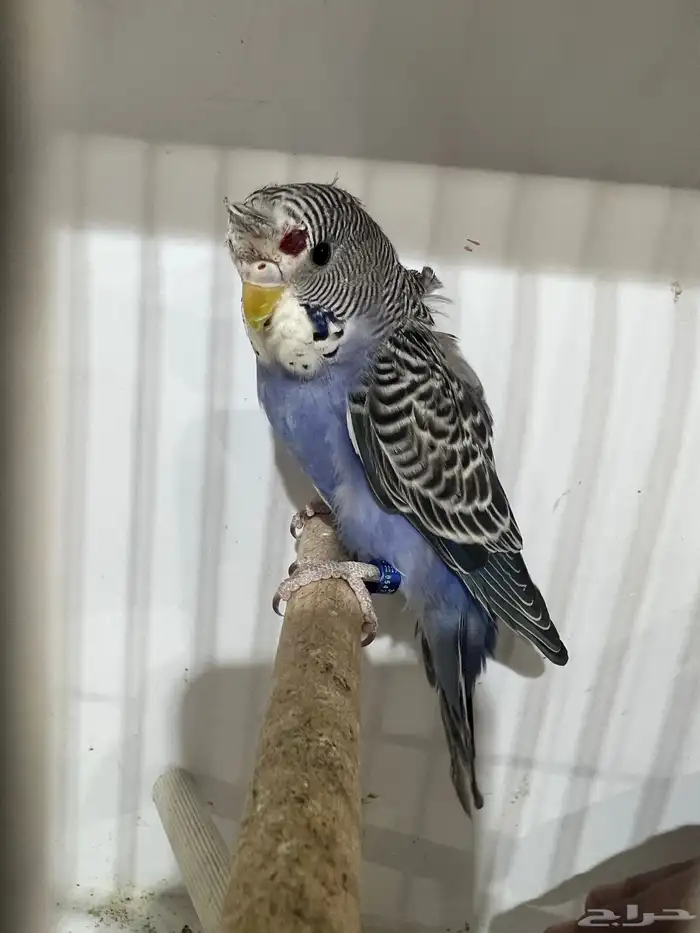 بلاك فيس سبلت هوقو 2