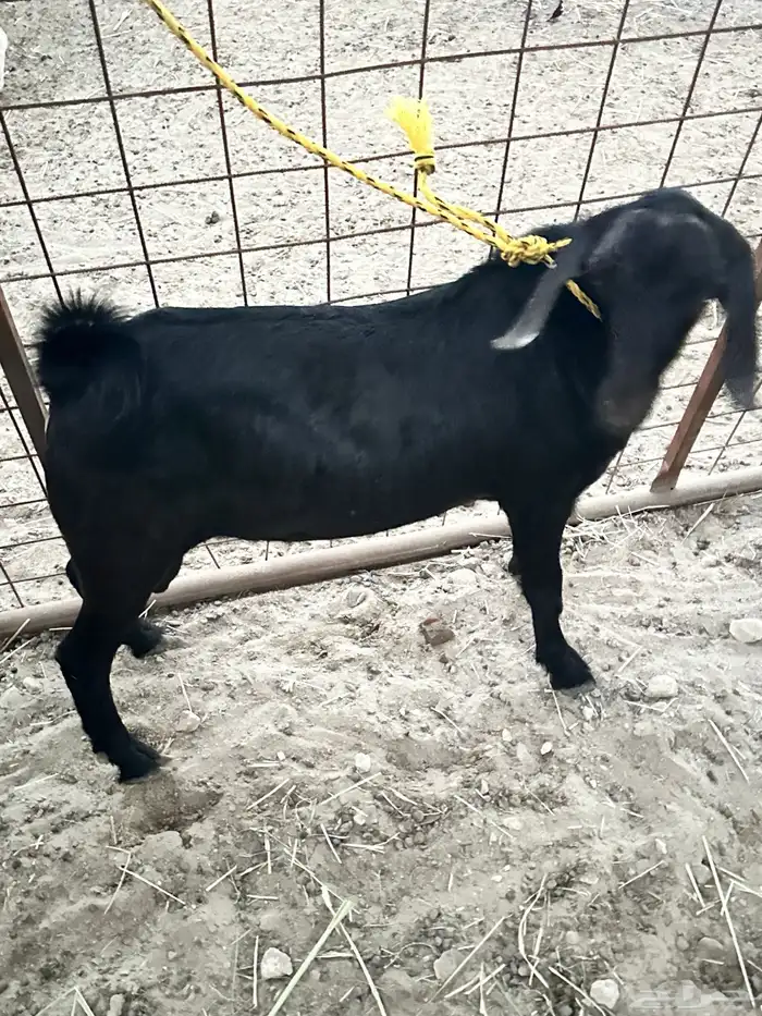 تيس اجم للبيع( تم البيعع ) 5