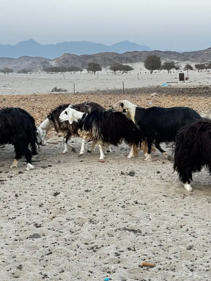 غنم نجد للبيع 8