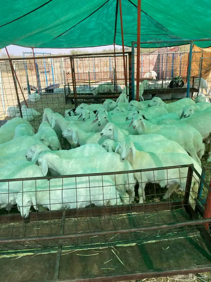 بهم طيب العدد 44 فيه 15 رخال جمله وتفريد 2