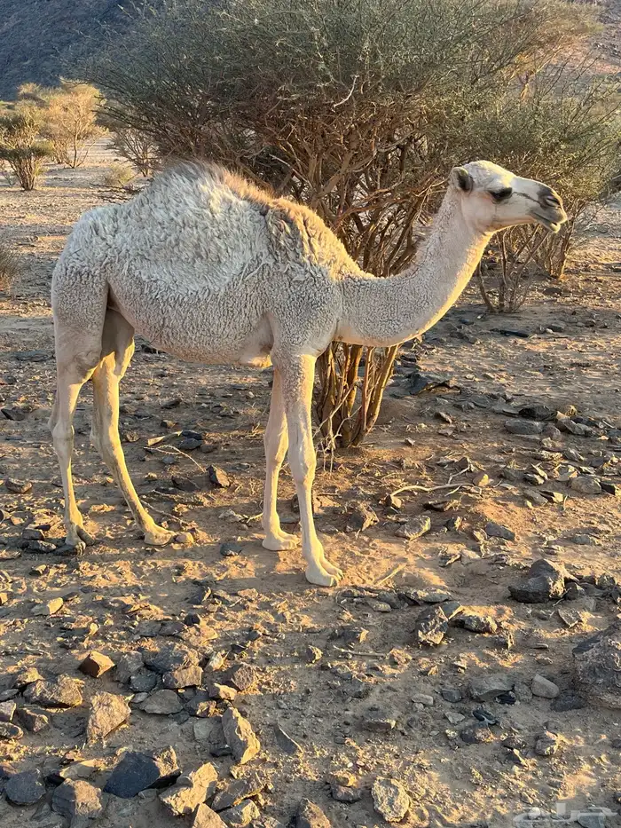 بكره البيع في بيشه 1