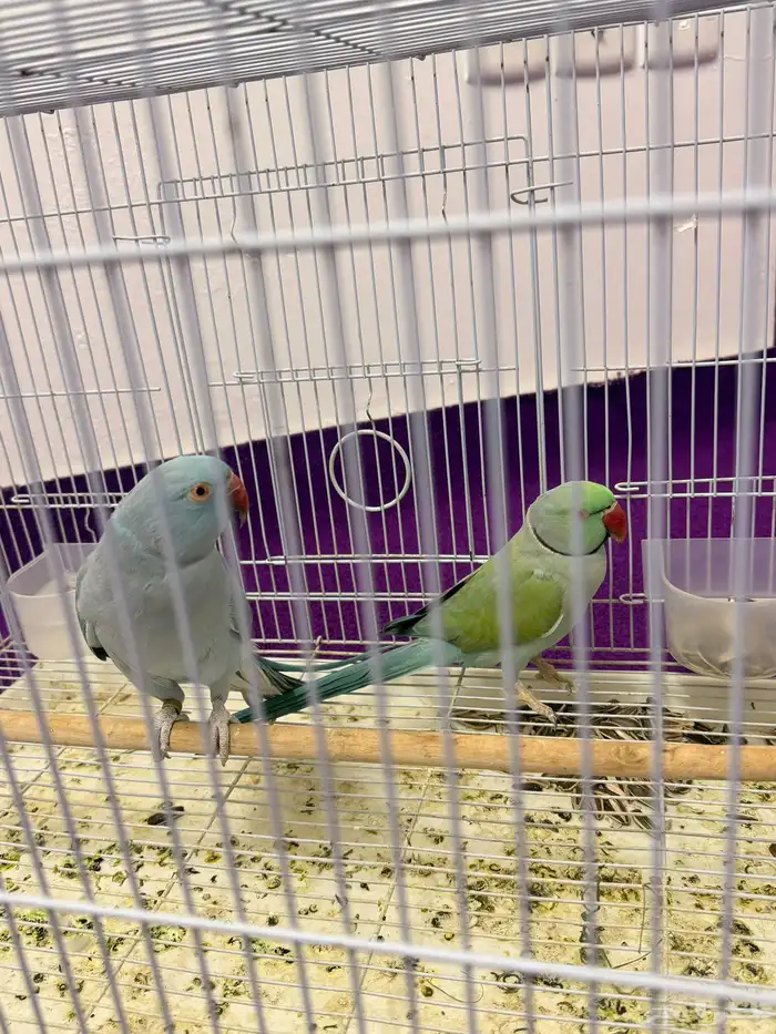 بغبغان  درة لاتينو اللون أزرق 1