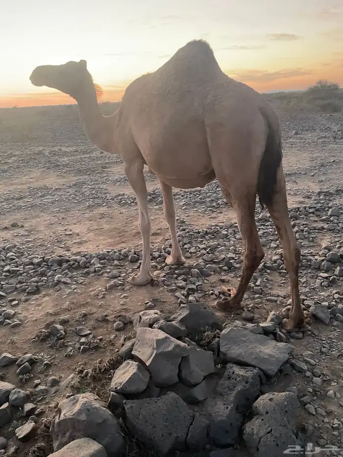 بكره حمرا ملاقي للبيع 1