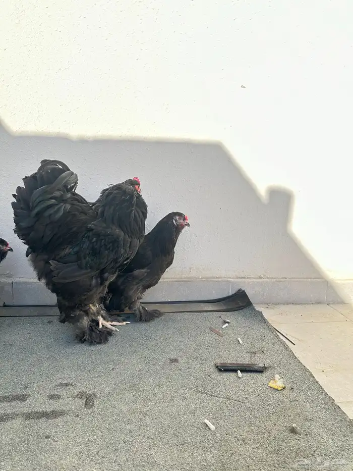 دجاج براهما 1