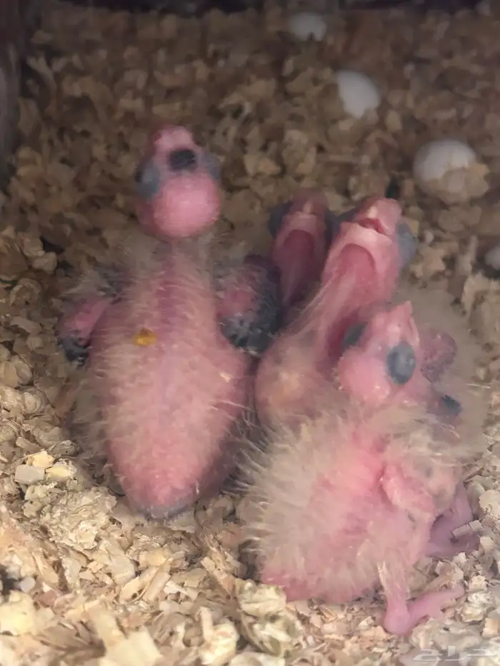 كروان فرخة غر 1