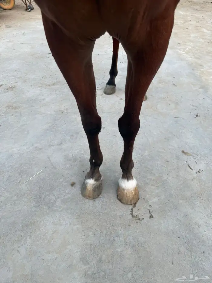 فرس شعبيه معا ولدها 2