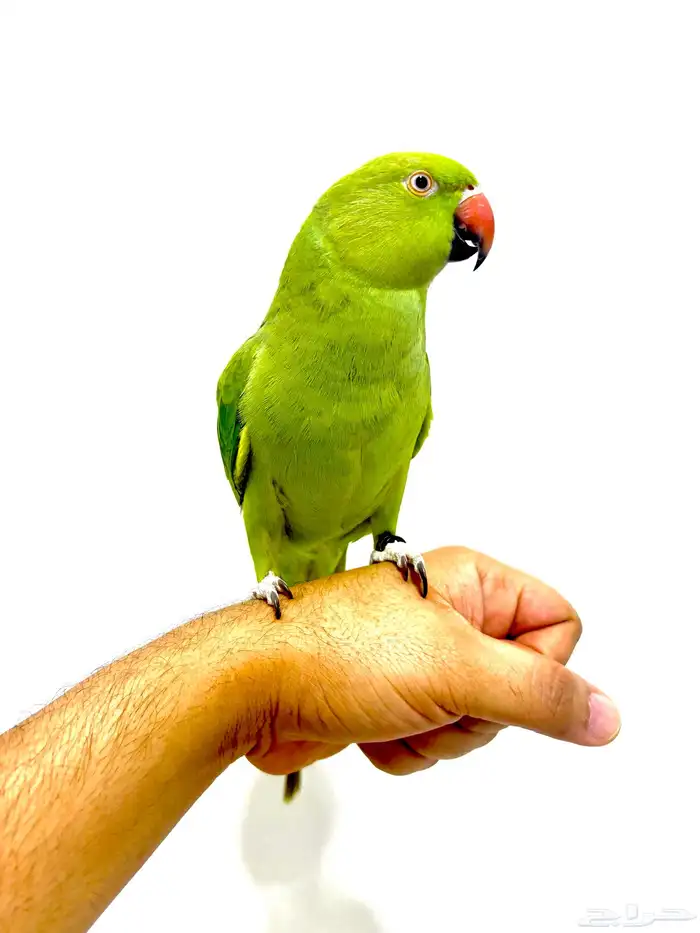 انثى ببغاء الدرة متكلمة واليفة 0