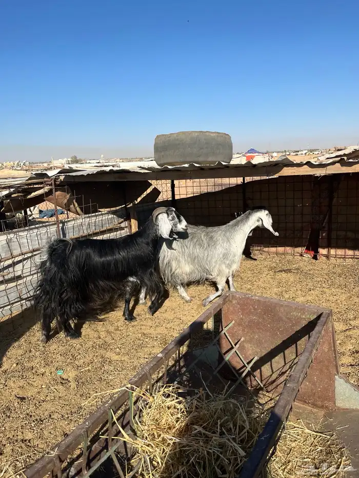 للبيع معزة طيبة التيس سن رباع 1