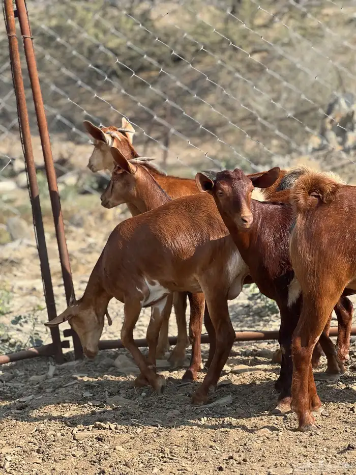 جفار دهم تأسيس مراح 3