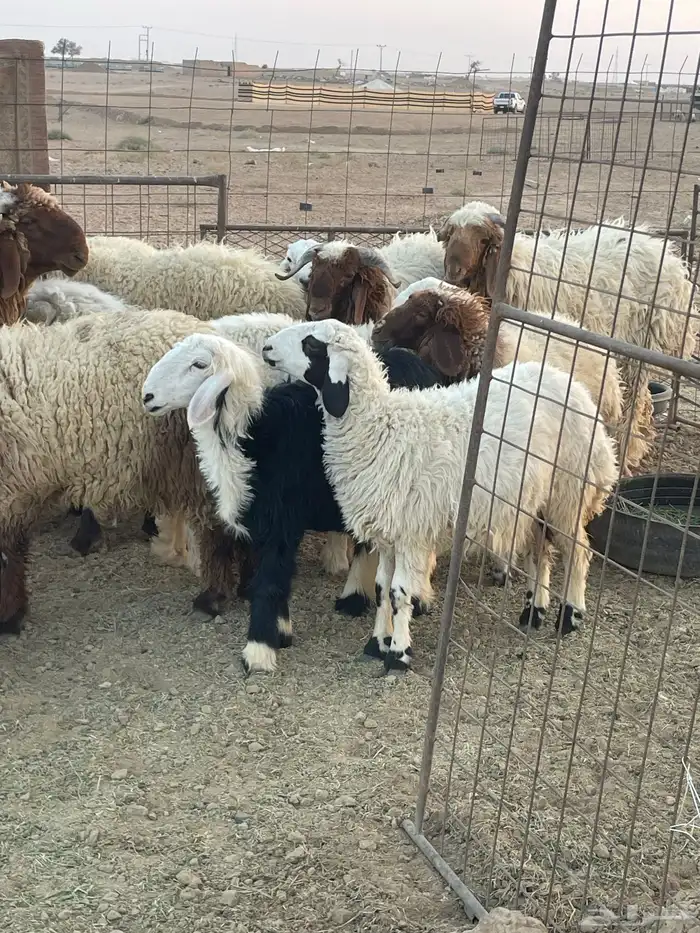 للبيع رخال العدد 2نجدي وهجين نعيم 0