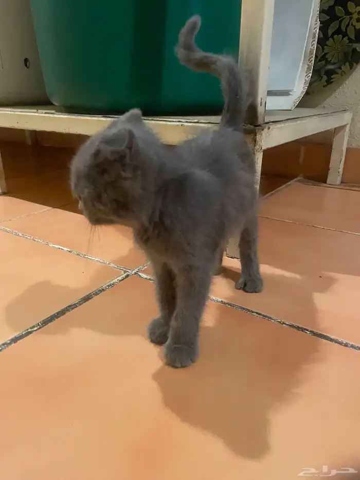 قطوة شيرازية 5