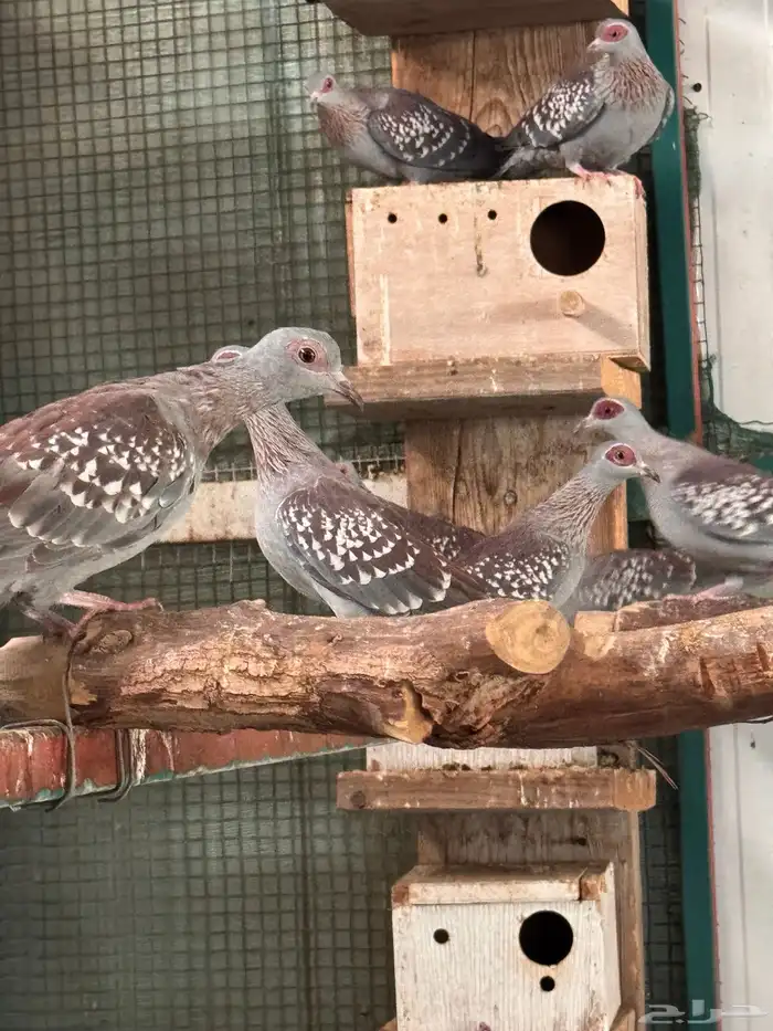 قمري افريقي مميز 0