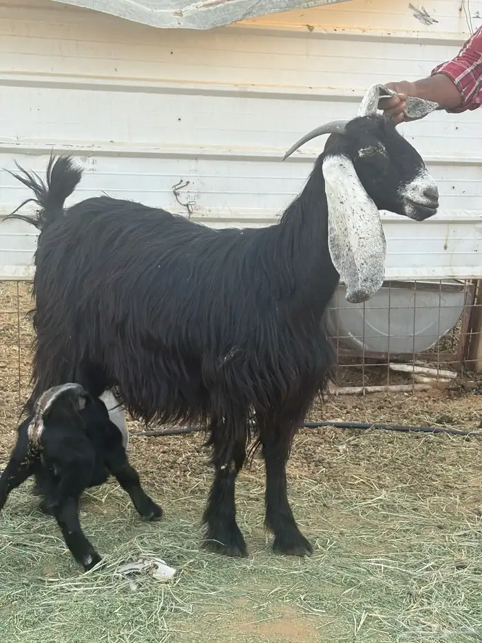 عنز ثنيه عارضيه اصل 0