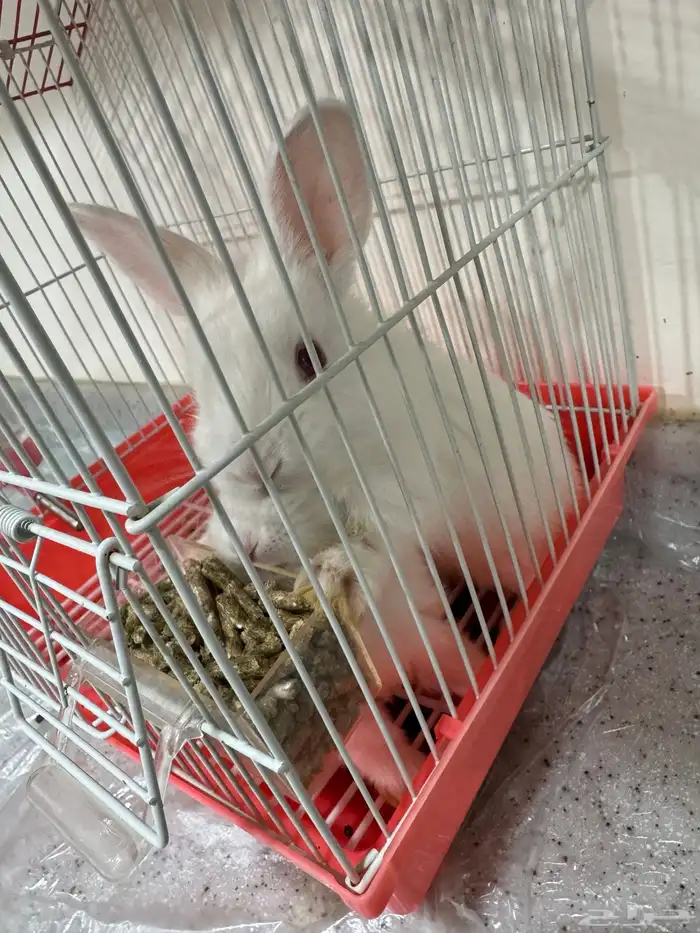 صغار ارنب للبيع 0