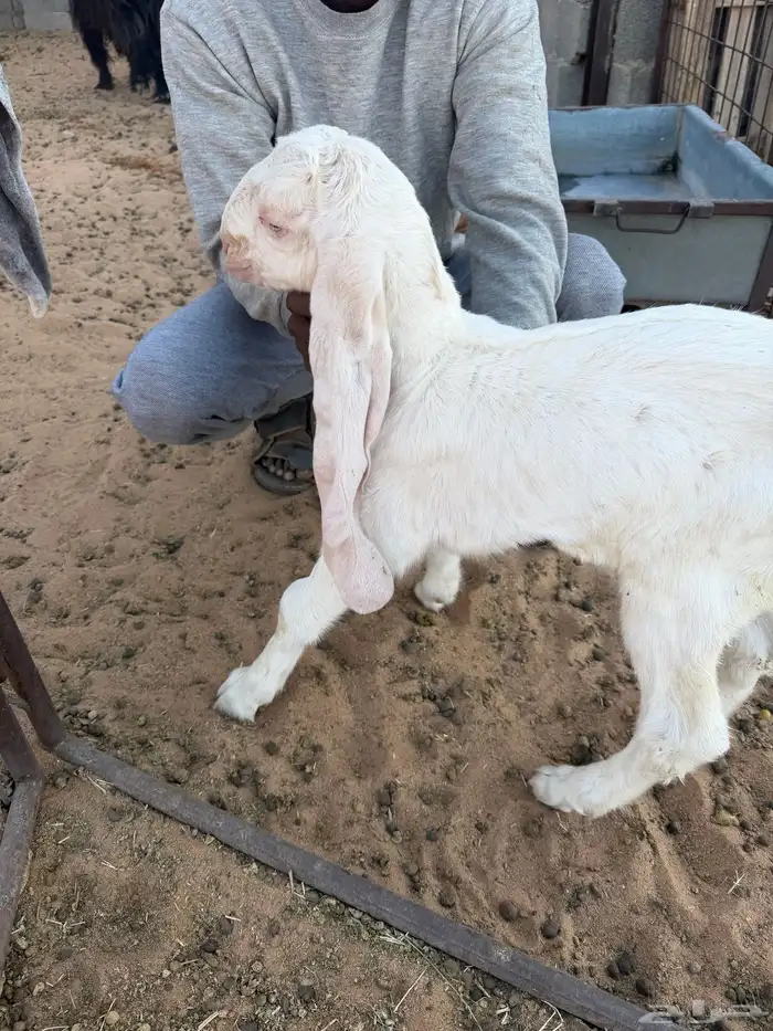 عنز هولنديه طيبه 2