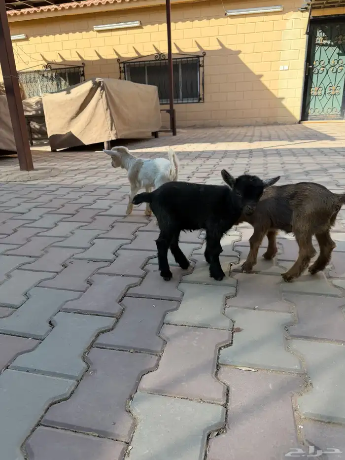 ماعز قزمي جفرة وتيسين 1