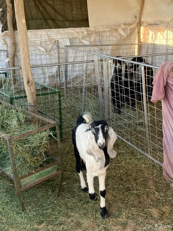 عنز توه سدسه لأعلم مضرع او حايل 3