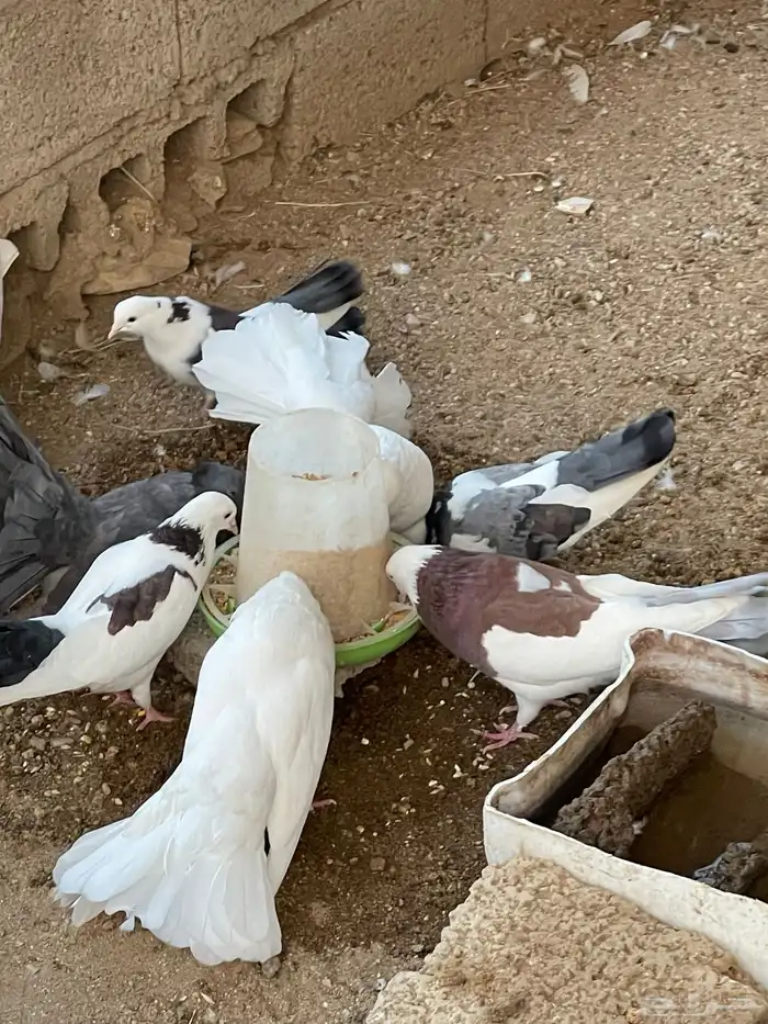 حمام رقاص وحمام هجين رقاص وايراني 11