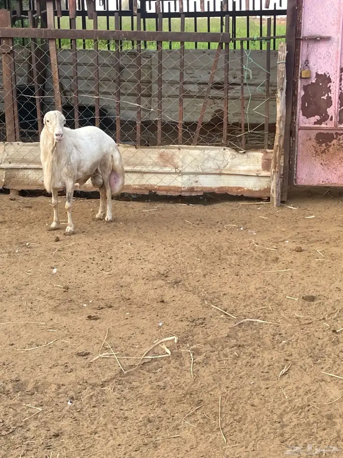 فحل رفيدي فاخر جرم طيب على الشرط 7