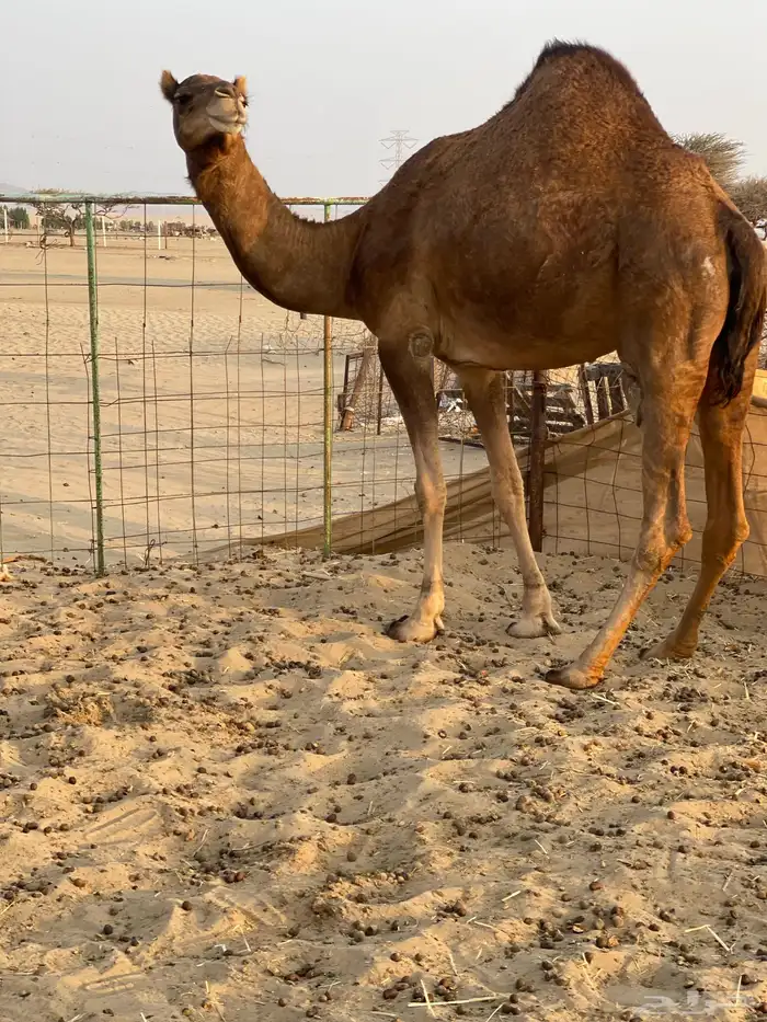 للبيع حايل متسلدت 2